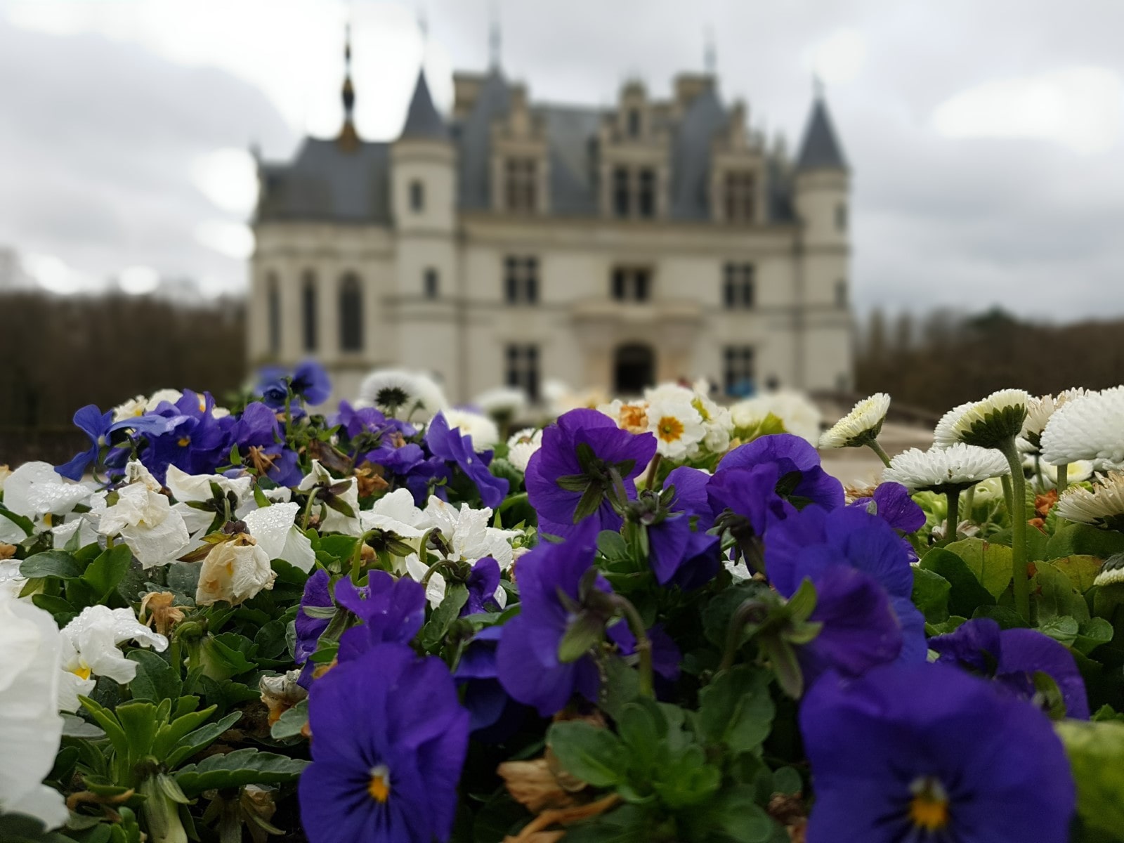 I fiori che adornano il castello vengono coltivati proprio nei giardini di Chenonceau.