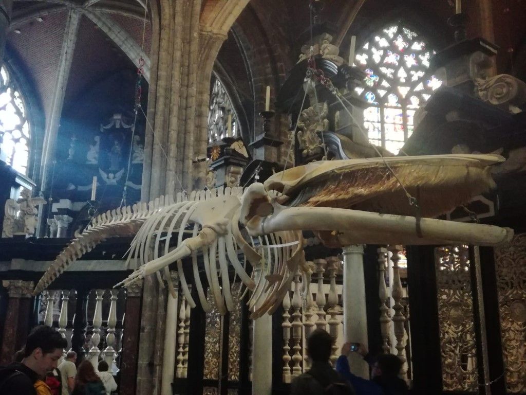 scheletro di balena in San Bavone