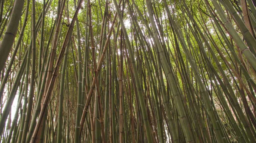 bosco di bambù