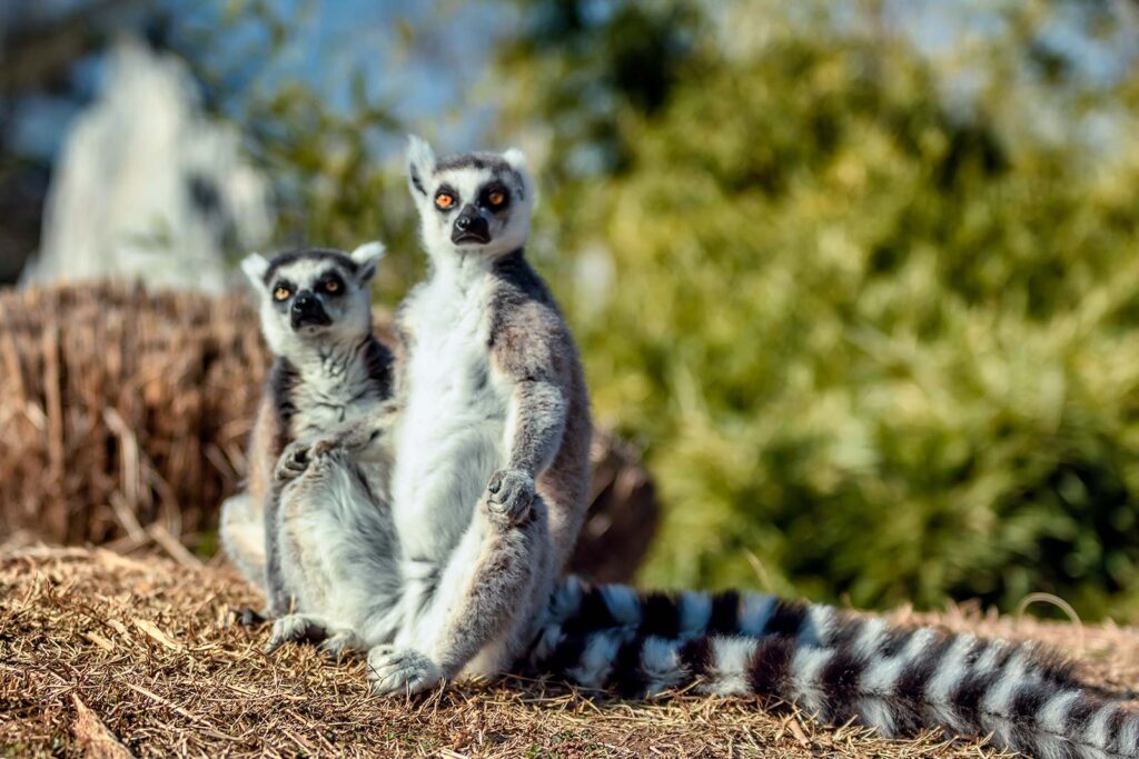 lemuri perplessi