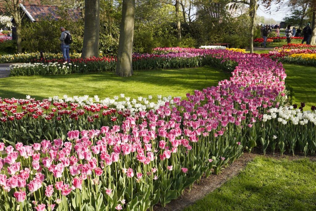 Composizioni di tulipani colorati