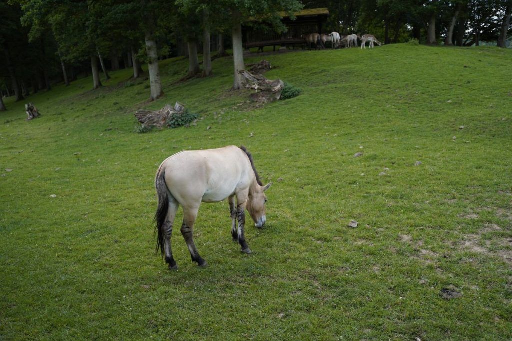 cavallo di Przewalski